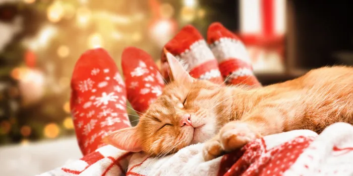 ginger cat and human legs on the bed, christmas cozy evening