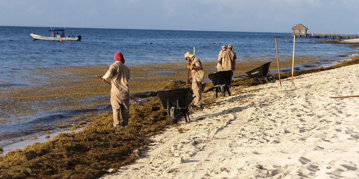 riviera maya, mexico - july 27, 2018 a group of local mexican men remove sargassum seaweed in the gulf of mexico and the caribbean on a tropical beach in the riviera maya, cancún
