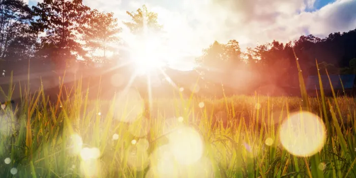 sunrise and bokeh over paddy rice field paddy field farming at sunrise