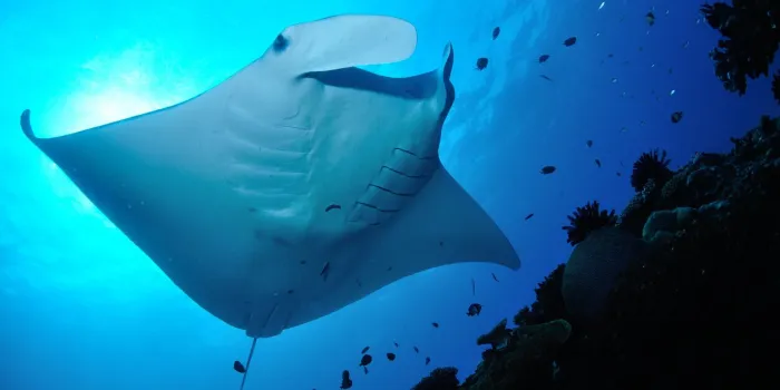 reef manta ray, manta alfredi, lady elliot island, southern great barrier reef, bunker group, australia coral sea, south pacific ocean