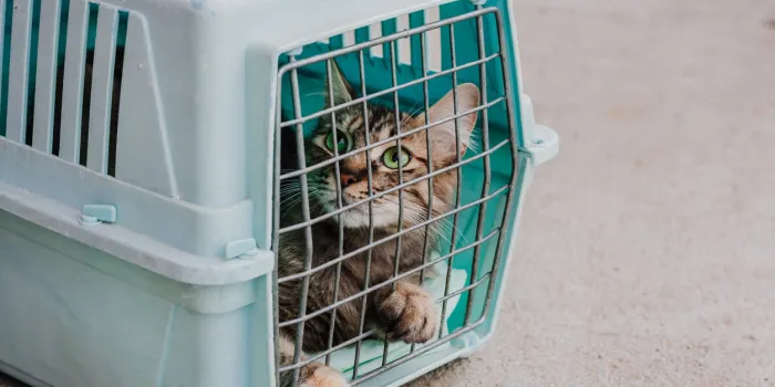 sad cat behind bars, closed in trasport box or pet carrier homeless pets and veterinary concept
