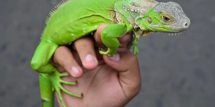 an indonesian man holds his pet iguana during a car free day, where people using jakarta's main roads sudirman-thamrin for doing sports, sell products or gather in jakarta on july 14, 2019 (photo by adek berry   afp)