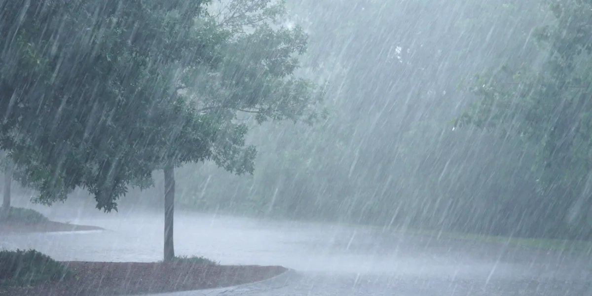 heavy rain and tree in the parking lot