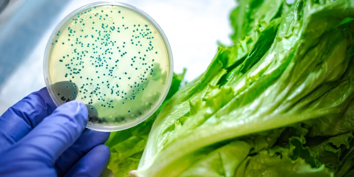romaine lettuce recall for bacterial contamination