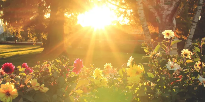 sun rays shining on a meadow flowers at a park