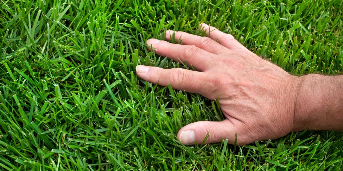 close-up man's hand inspecting lush green lawn grass with no weeds on sunny day