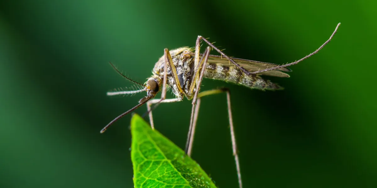 macro photo of yellow fever, malaria or zika virus infection - mosquito insect on leaf