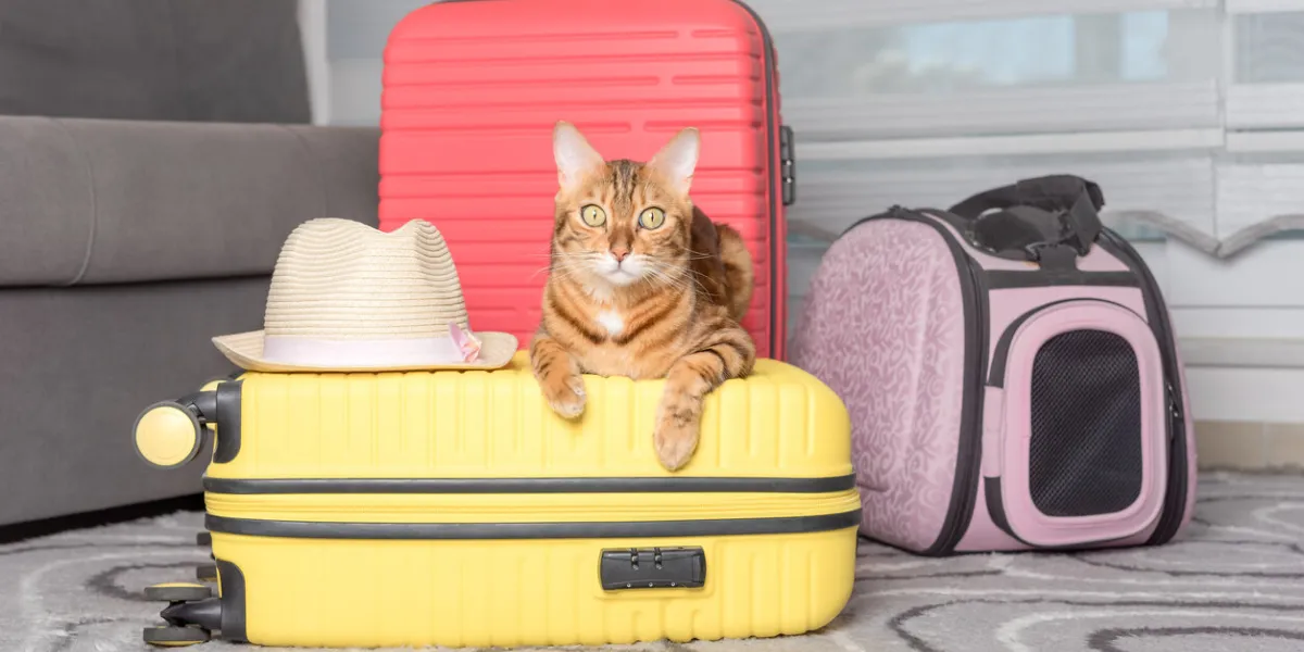 cute bengal cat, suitcase and pet carrier indoors traveling with a pet