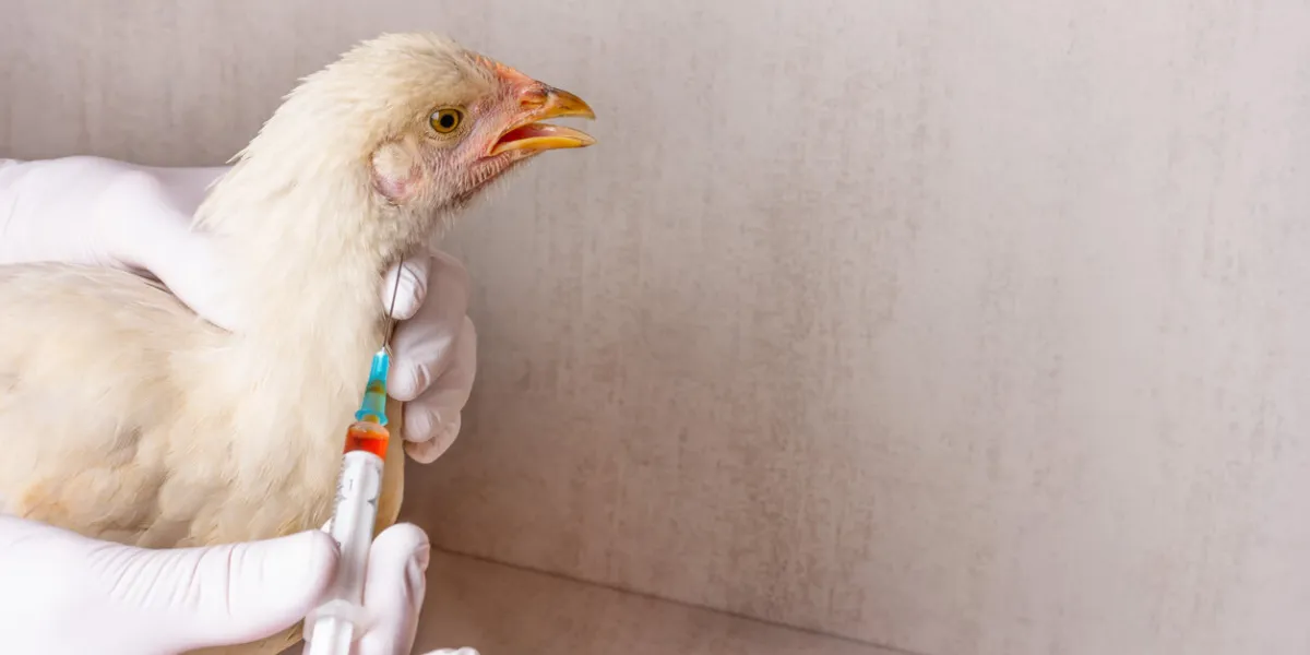 hands of female veterinarian in white gloves with syringe and white leghorn chicken on gray background with copy space treatment of chickens from avian flu, infectious bronchitis, bronchopneumonia