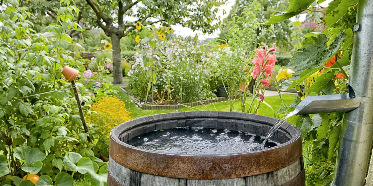 rain barrel in the garden