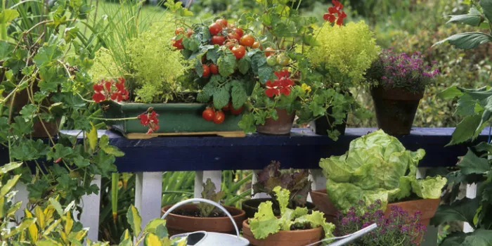 aromatic plants and tomatoes in pot