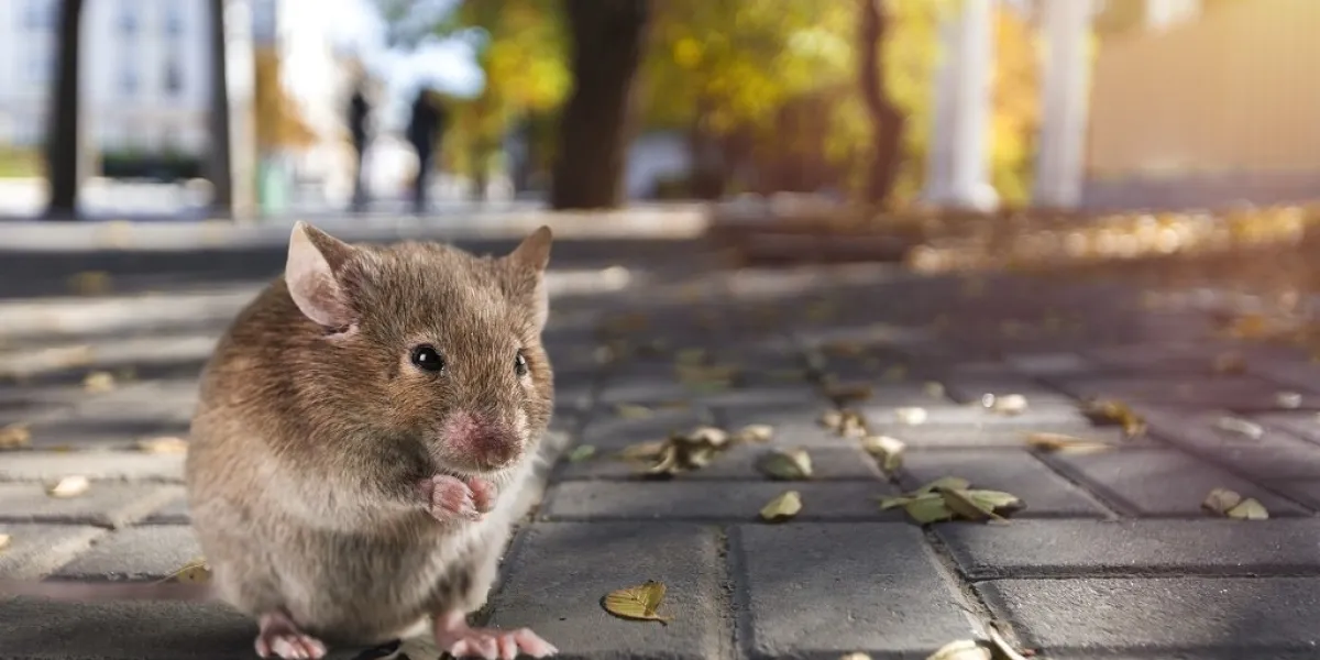 a cute little rat stands in street or park
