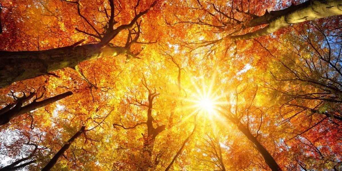 autumn sun warmly shining through the canopy of beech trees with gold foliage, worm's eye view