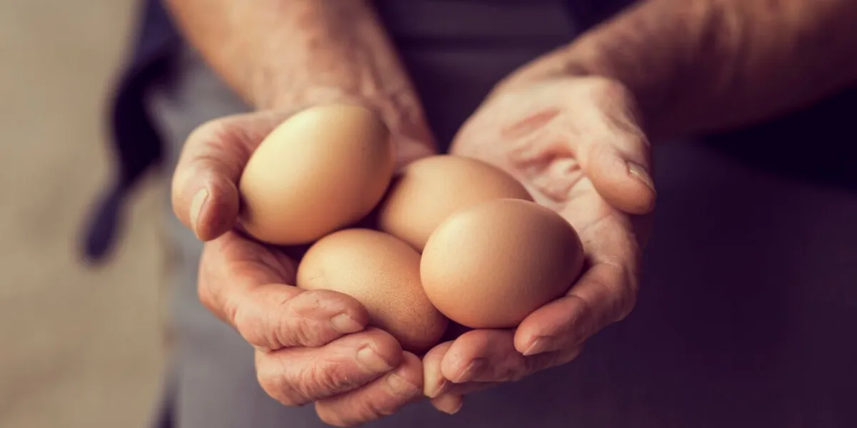 close up of an elderly woman's hands, holding organic produced eggs selective focus