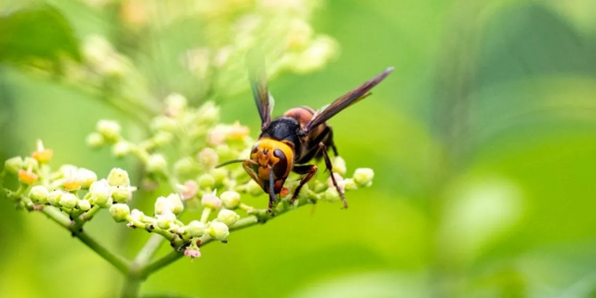 the japanese variant of the asian giant hornet, vespa mandarinia, also known as a murder hornet in the united states, rests on the small flowers of bushkiller vines in yokohama, japan