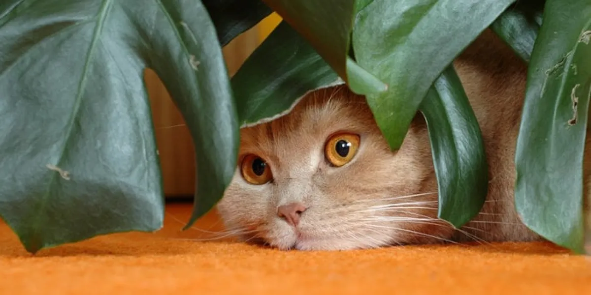 british shorthair tomcat behind the monstera flower leaves