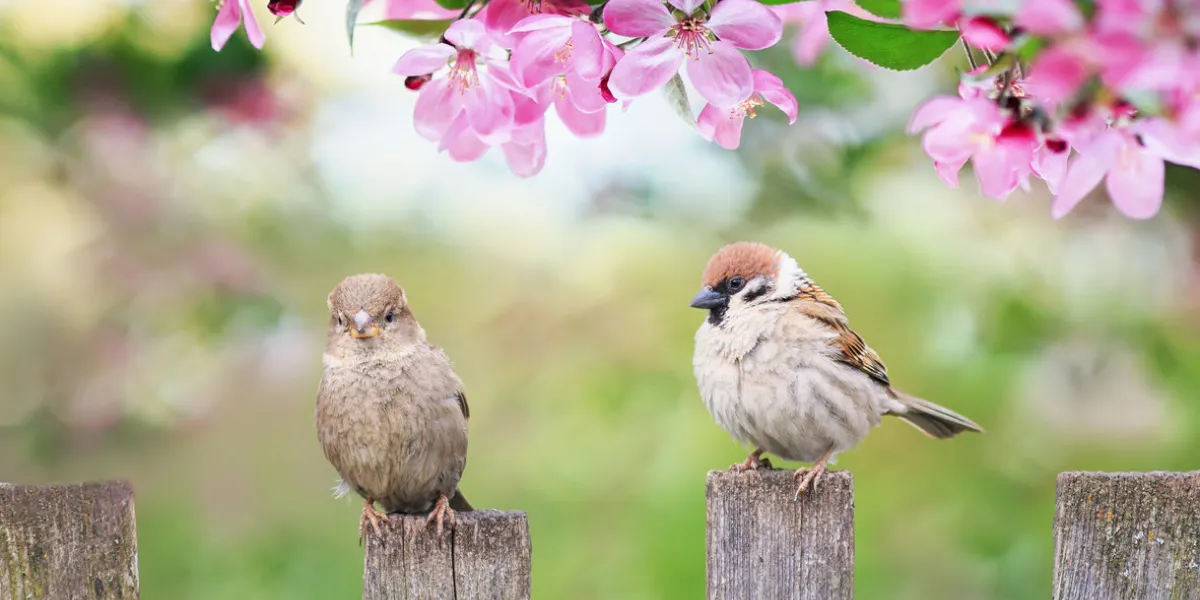 beautiful natural background with birds sparrows sit on a wooden fence in a rustic garden surrounded by pink flowers veto apple on a sunny day in spring