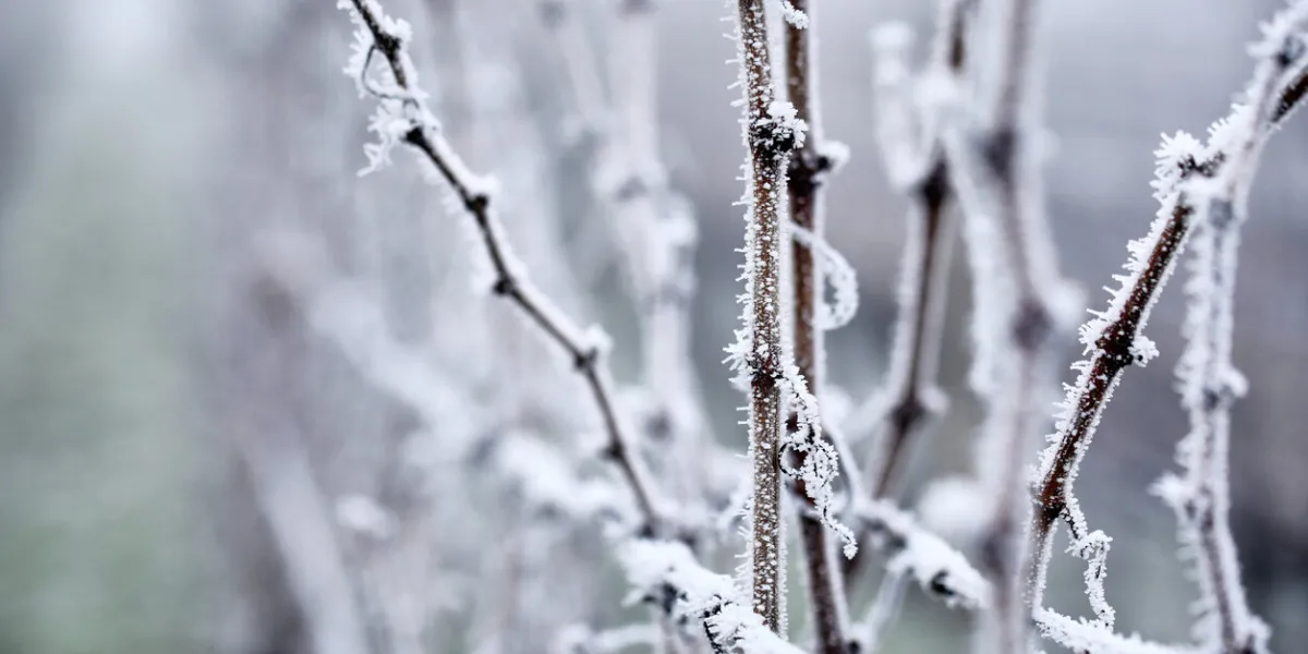 hoarfrost on the vineyard with in the fog