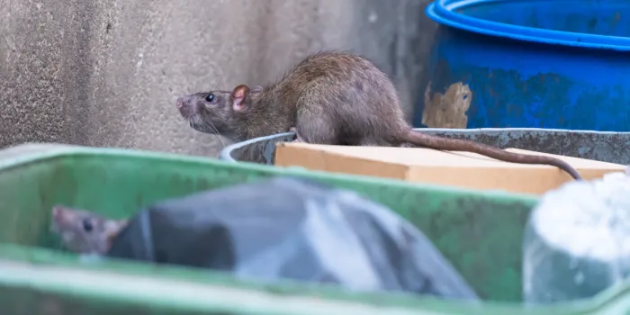 the rats are eating in the trash in the big city