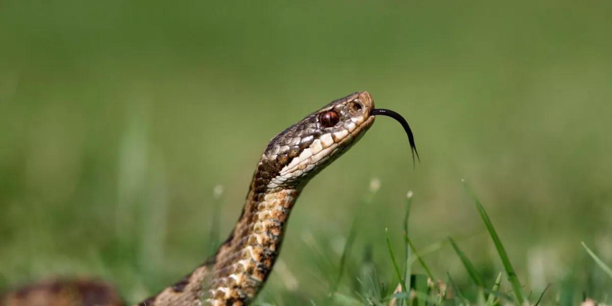 adder, vipera berus, female, head, midlands, september