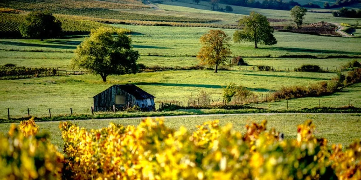 vine in autumn in the countryside