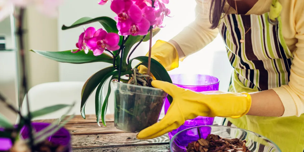 woman transplanting orchid into another pot on kitchen housewife taking care of home plants and flowers gardening