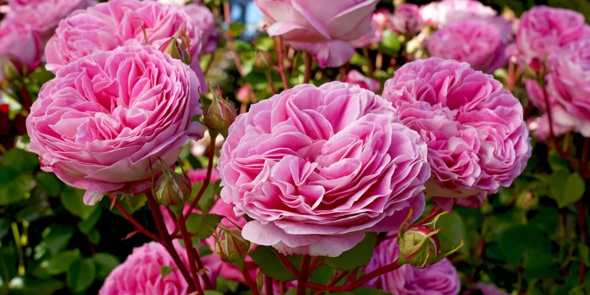 rosa coconut ice (korallister), a floribunda rose bred by kordes roses