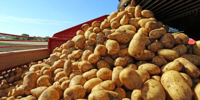 agricultural potato harvest