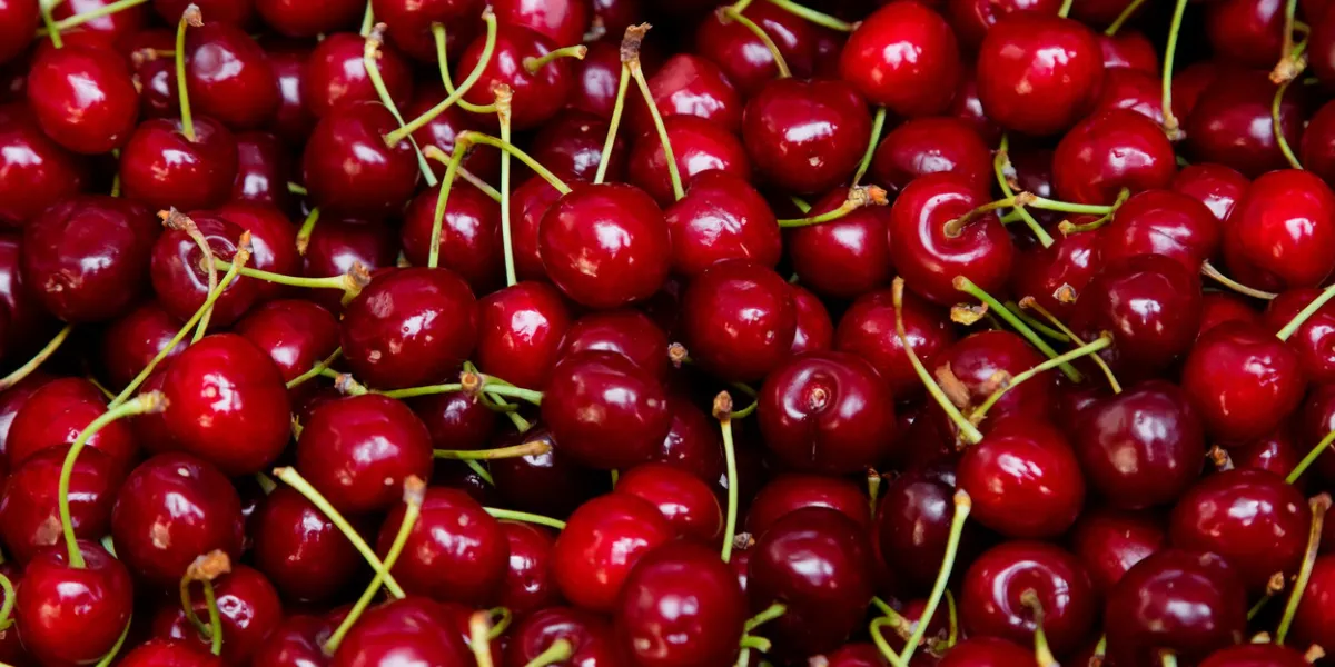 background from fresh red cherries with a twig, close up lot of ripe berries lying on the table with selective focus
