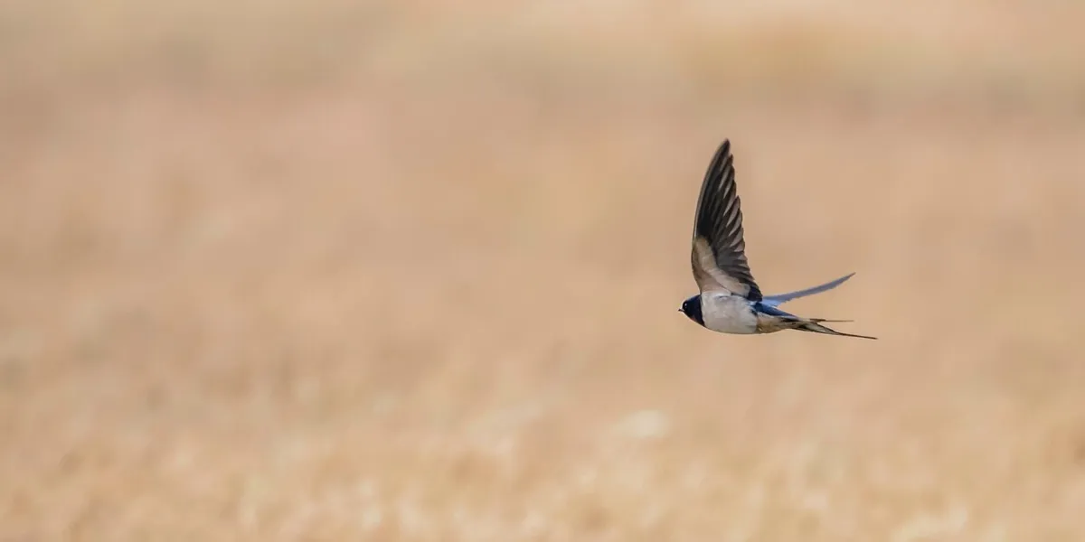 barn swallow flying (hirundo rustica)