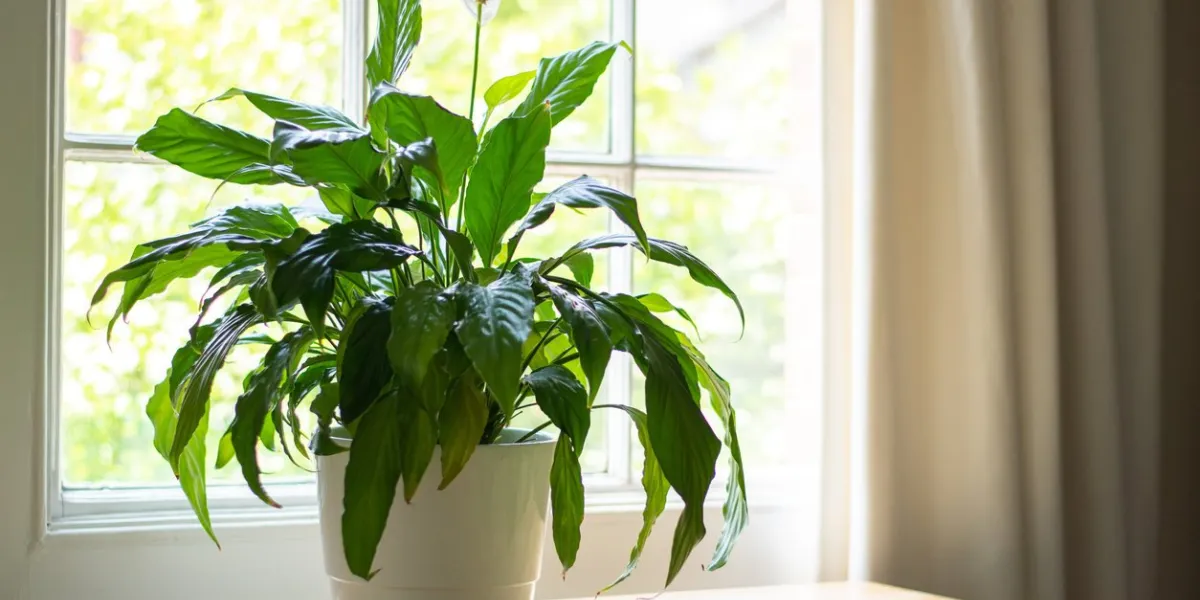 house plant next to a window in a beautifully designed interior