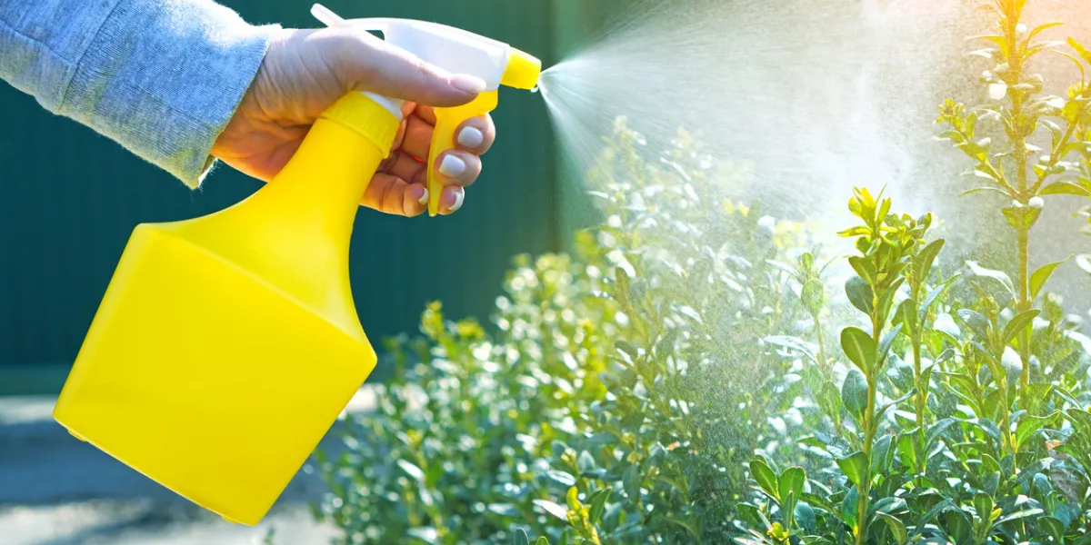garden works background with spray atomizer in female hands watering the bushes