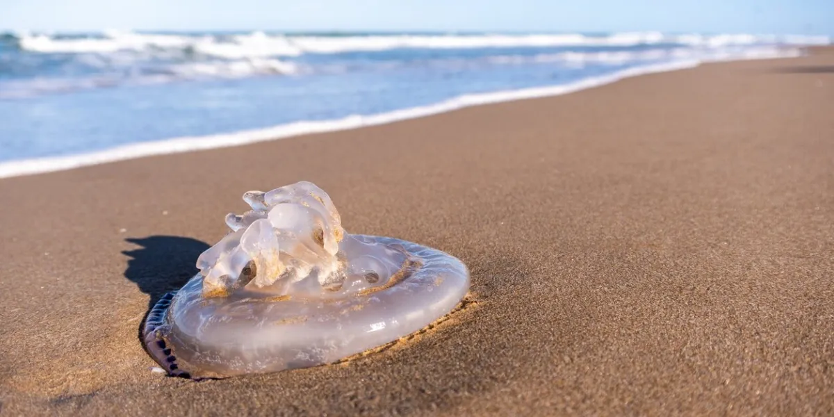 jellyfish stranded on the beach