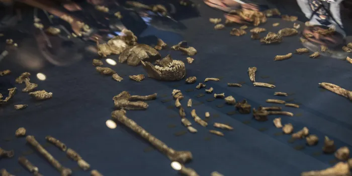 afrique science paléontologie