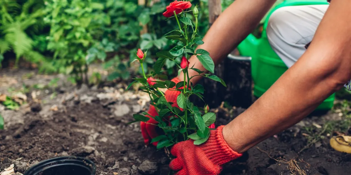 woman gardener transplanting roses flowers from pot into wet soil after watering it with watering can summer garden work