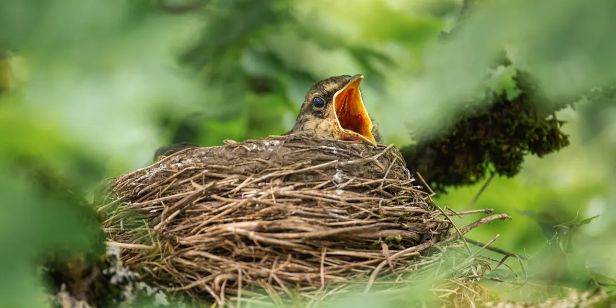 a closeup shot of a small common nightingale bird in the nest with its beak wide open