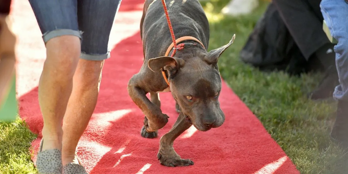 grendol, a pitbull mastiff mix, walks the red carpet during the world's ugliest dog competition in petaluma, california on june 21, 2019 (photo by josh edelson   afp)