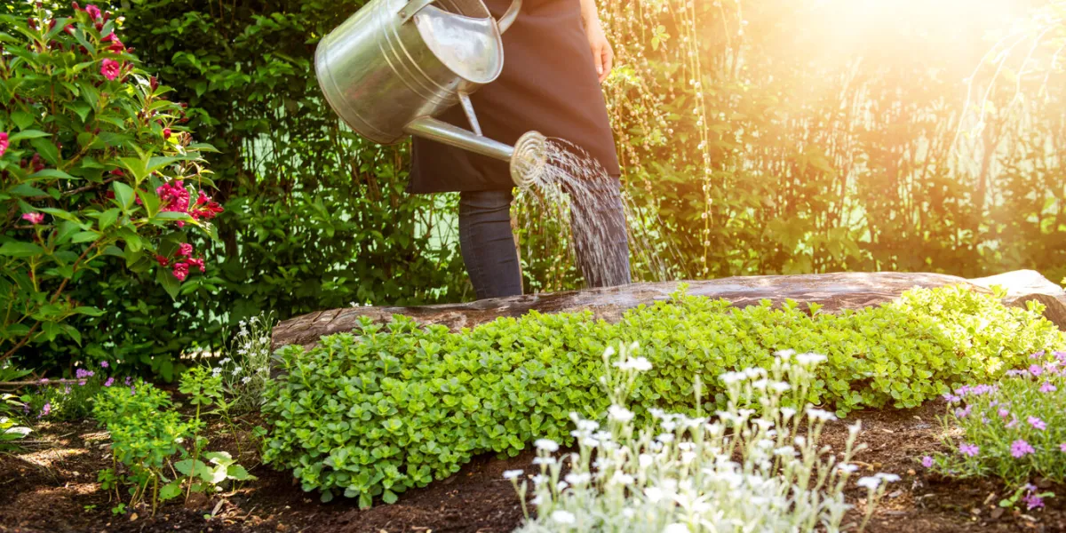 unrecognisable woman watering flower bed using watering can gardening hobby concept flower garden image with lens flare