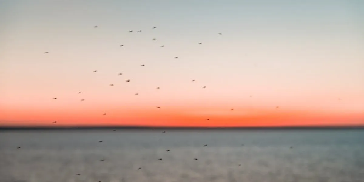 a flock of midges on the background of the sunset