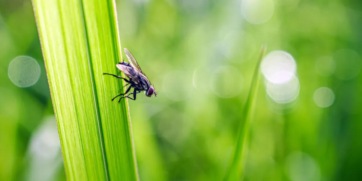 close-up of housefly on a blade of grass with raindrops in the natural light on a beautiful morning
