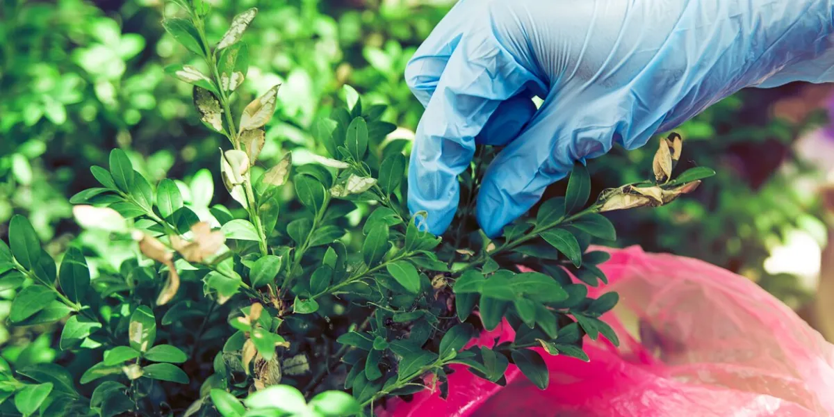close-up of box tree moth caterpillar, cydalima perspectalis on buxus sempervirens bush bright striped pest on boxwood twig biggest pest for buxus sempervirens, european box, or boxwood invasive