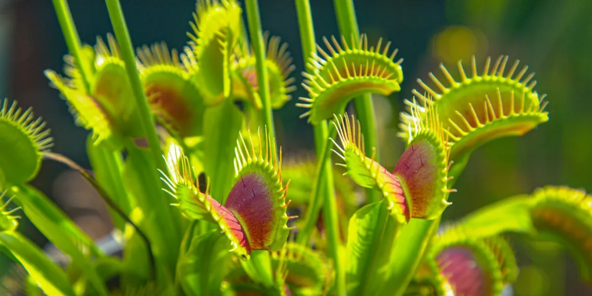close up, dof  carnivorous wildflower opens up small trap leaves with sensitive bristles to catch its prey detailed view of exotic venus flytrap flower and its traps opening up to attract insects