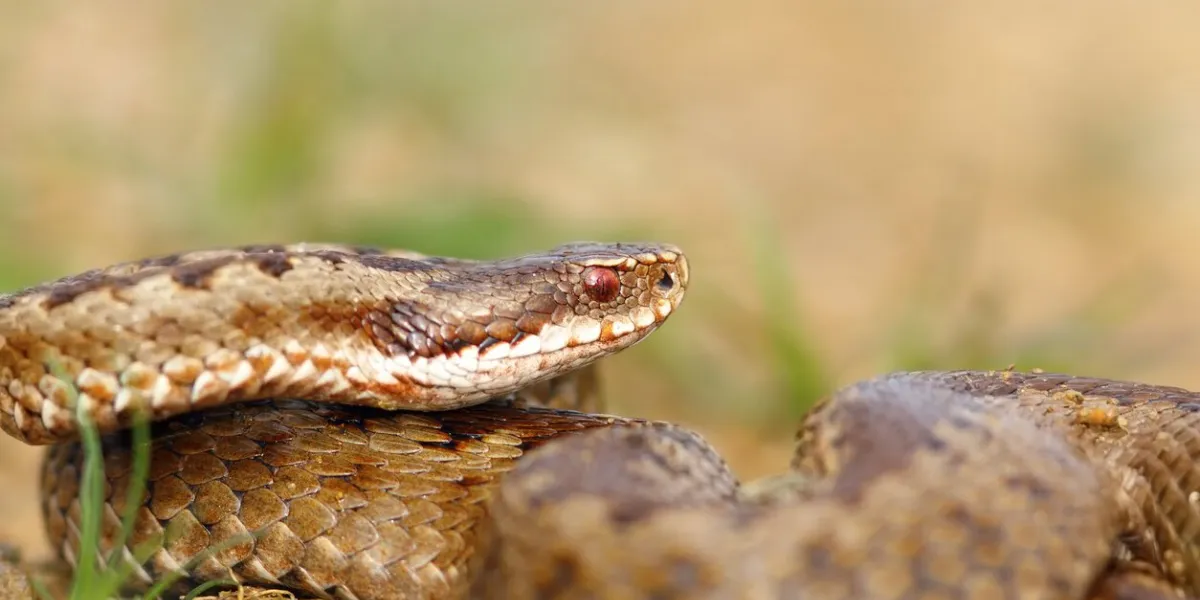 closeup of female crossed european viper in natural habitat ( vipera berus )