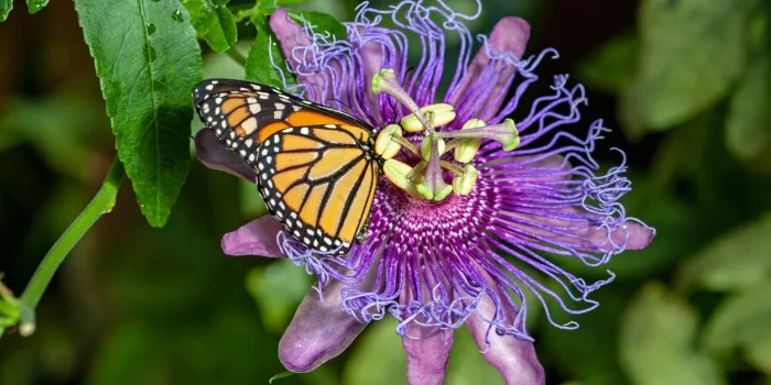 the monarch danaus plexippus is a large butterfly found mainly in america, with orange wings bordered with black, 100 mm macro, 200 iso, f 56 1 125 second