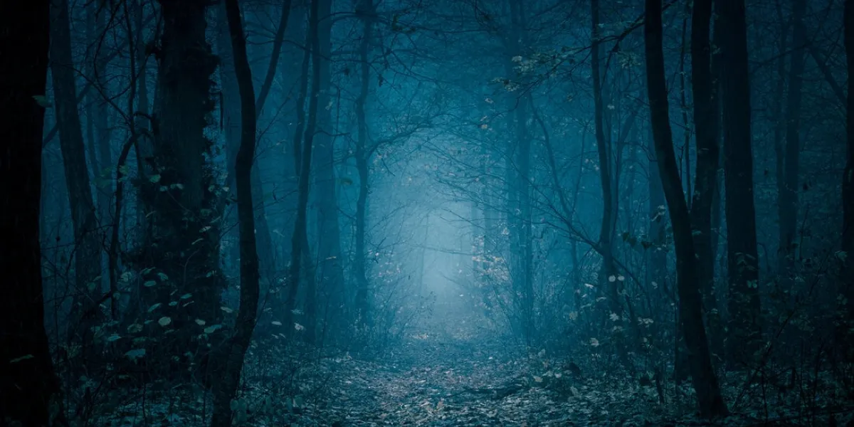 mysterious, blue-toned forest pathway footpath in the dark, foggy, autumnal, cold forest among high trees