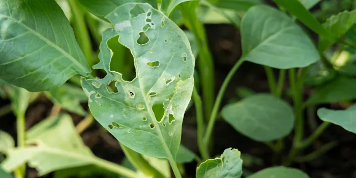 kale holes,damage leaf from plutella xylostella or caterpillarscultivation problems