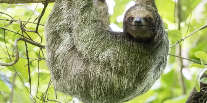 a side view of a brown-throated three-toed sloth who is hanging on one branch with his face towards you
