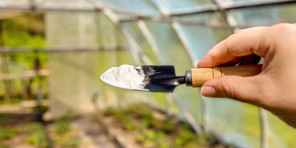 using baking soda, sodium bicarbonate in home garden and agricultural field concept selective focus on person hand holding gardening trowel spade with pile of baking soda, blurred greenhouse on back
