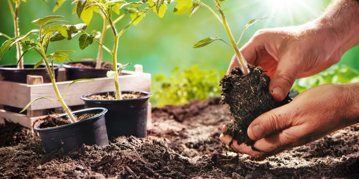 farmer planting tomatoes seedling in organic garden gardening young plant into bed