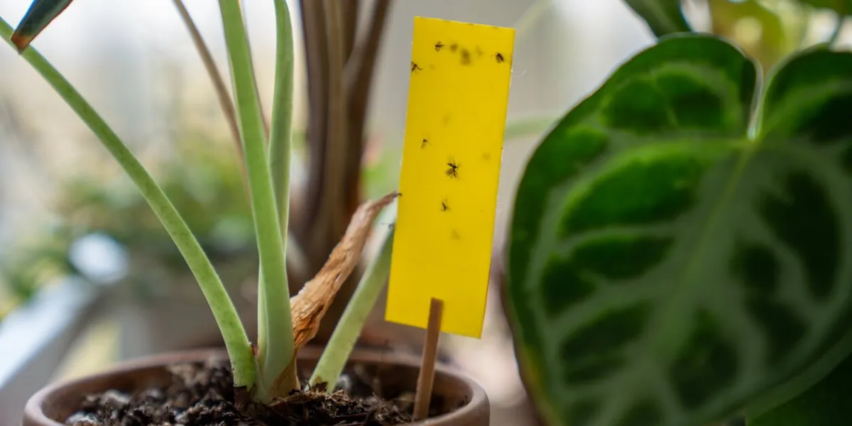 fungus gnats stuck on yellow sticky trap closeup non-toxic flypaper for sciaridae insect pests around alocasia houseplant at home garden eco plant pest control indoor